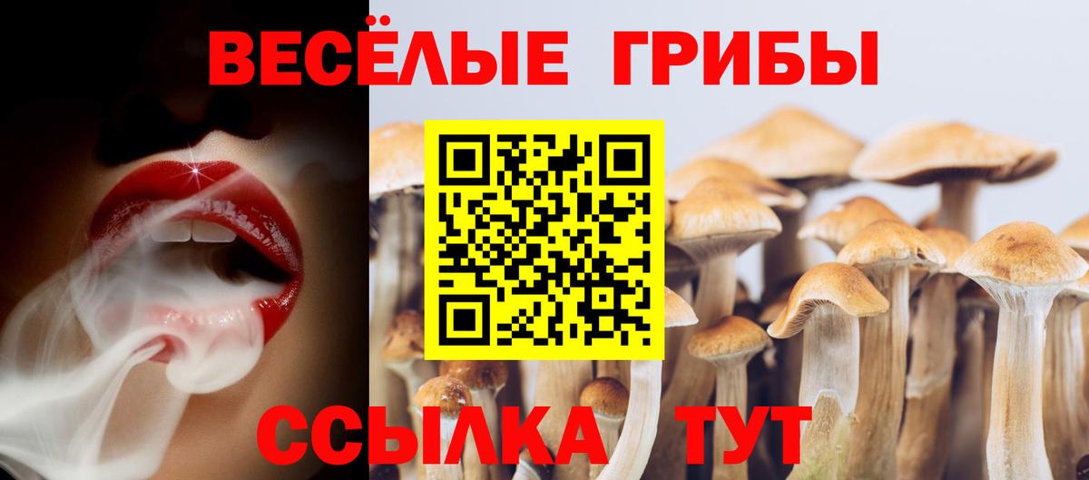 Псилоцибиновые грибы Psilocybine cubensis Сарапул
